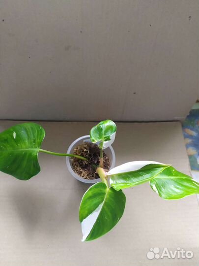 Филодендрон