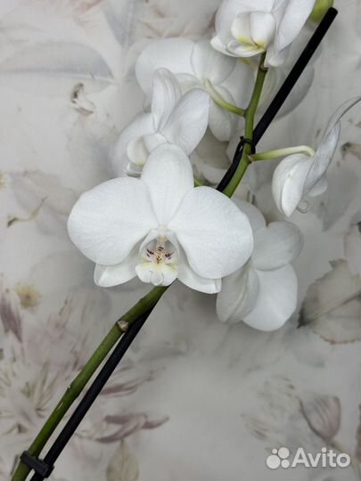Орхидея фаленопсис