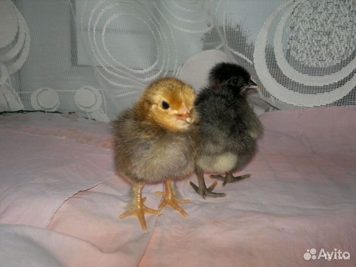 Цыплята легбар,леггорн,сильвер,хохлатая, голошейка