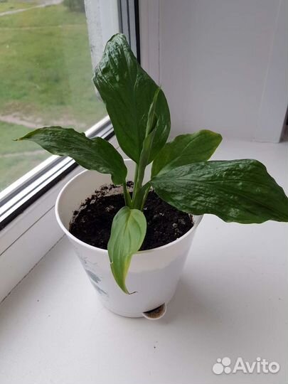 Спатифиллум