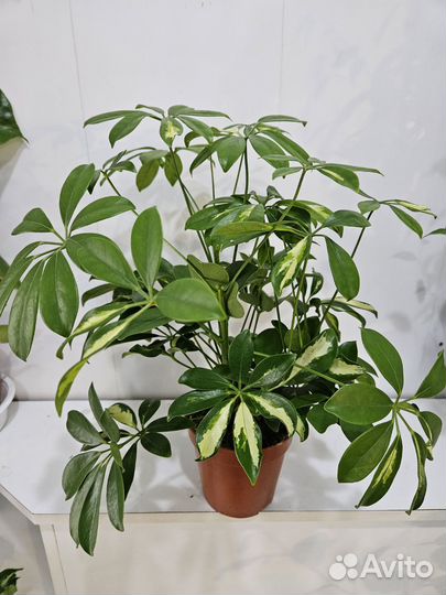 Комнатные растения цветы