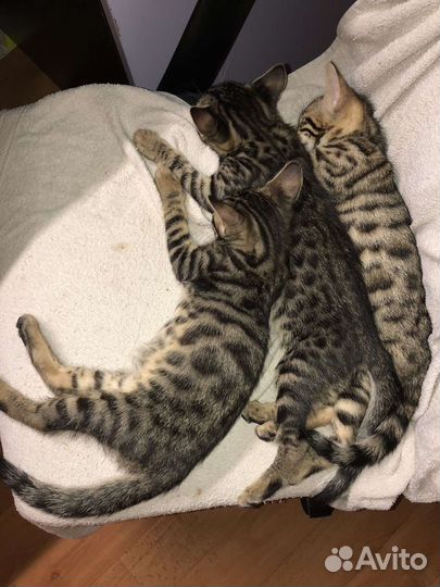 Котята в добрые руки мальчики