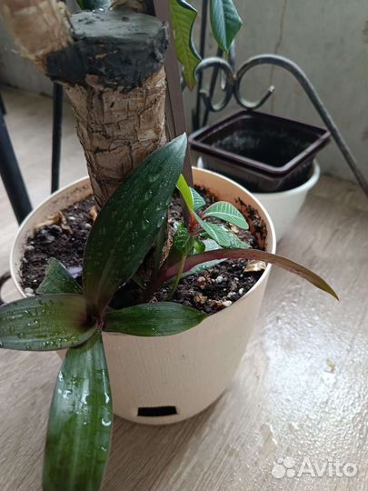 Пальма юкка