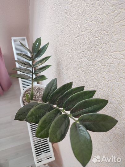 Замиокулькас супер нова