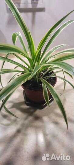 Хлорофитум