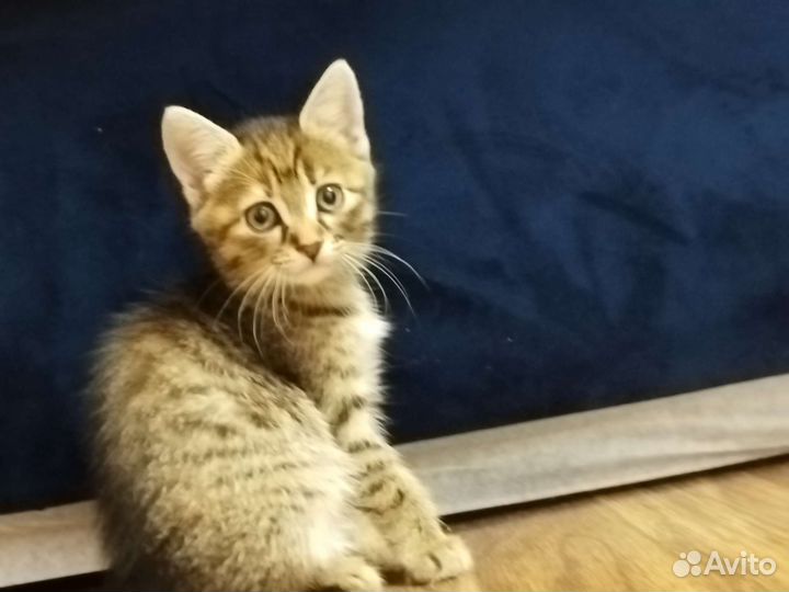 Котёнок (девочка)