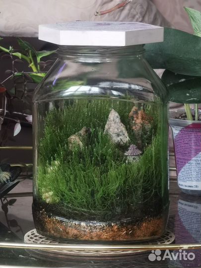 Флорариум мохариум