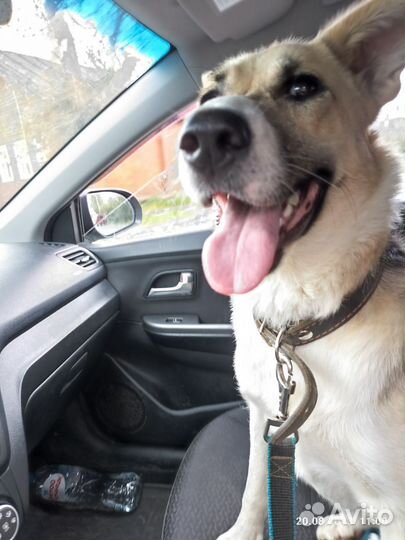 Собака в добрые руки