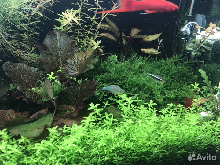 Аквариумные растения