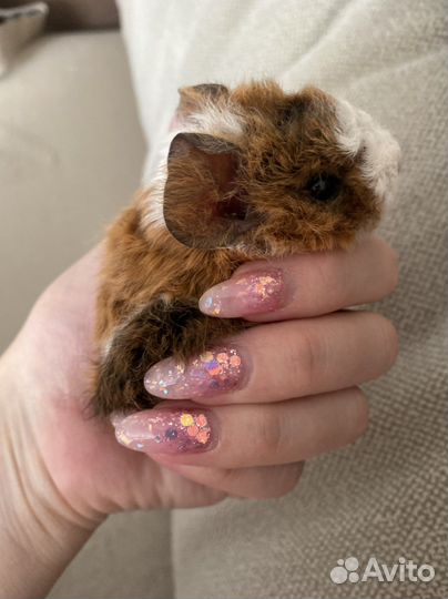 Морская свинка