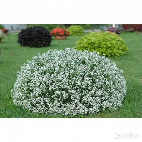 Алиссум Snow Princess /Медовый аромат сада