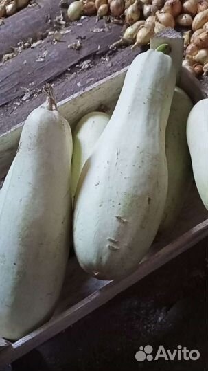 Лук семейный