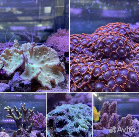 Живые кораллы объявление продам