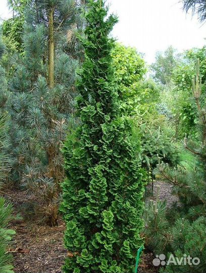 Туя узкая информация в описании