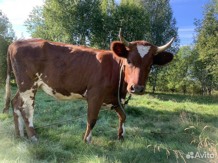 Айширская нетель