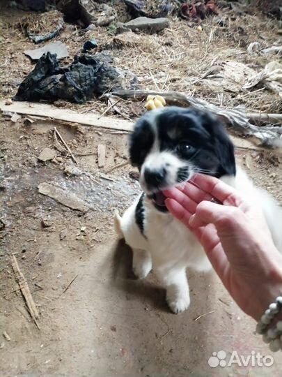 Щенки в добрые руки