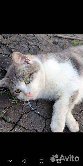 Молодая кошечка