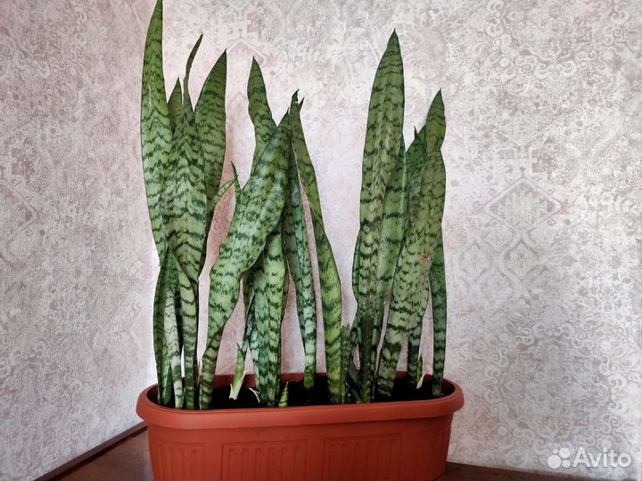 Сансевиерия