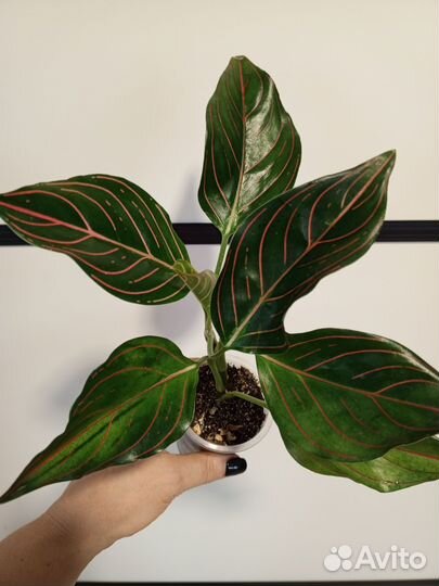 Сортовые аглаонемы 1