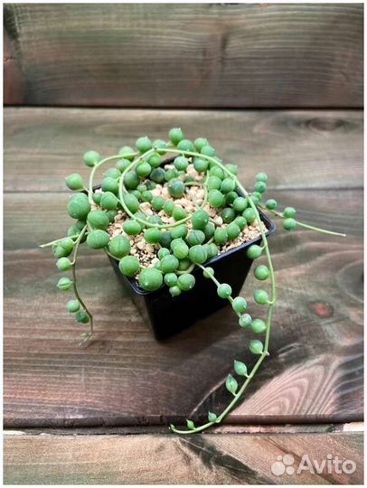 Крестовник Роули(живые бусы)