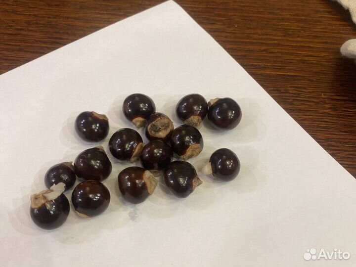 Семена лонгана