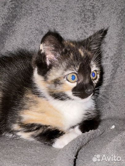 Котенок