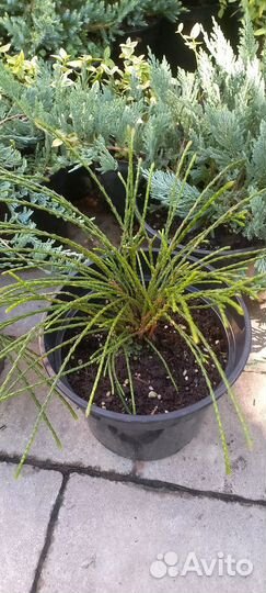 Туя Випкорд