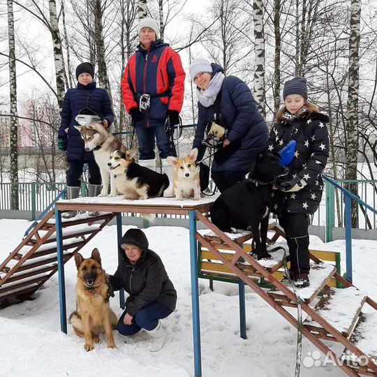 Дрессировка собак в Москве