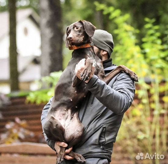 В добрые руки девочка Курцхара, 10 месяцев, в дар