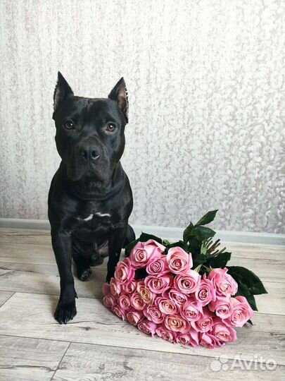 Питбуль для вязки