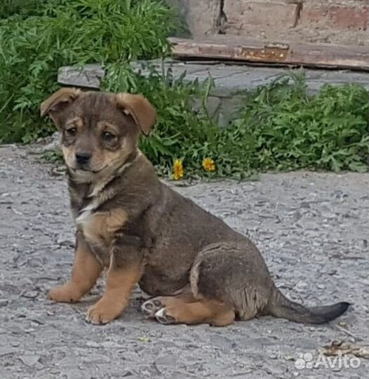 Собака в добрые руки отдам бесплатно