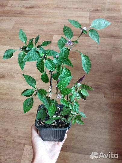 Перчик острый