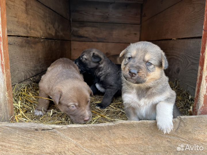 Щенки немецкой овчарки