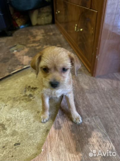 Собака маленькая