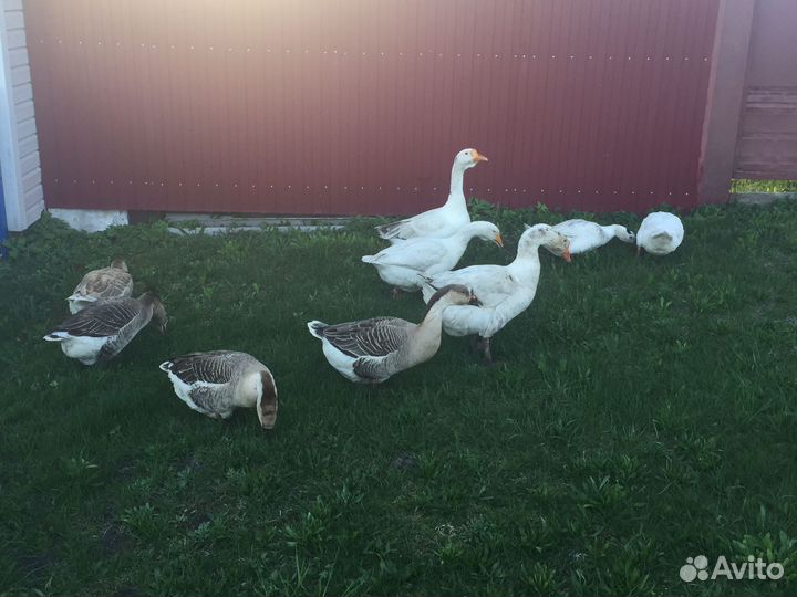 5 гусынь и 2 гуся