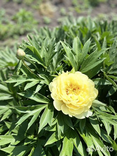 Пионы саженцы, корни