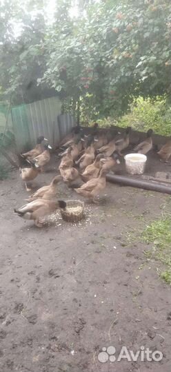 Куры ленгор