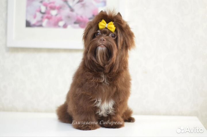 Девочка шоколадного йорка