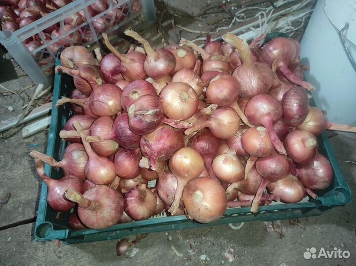 Лук семейный