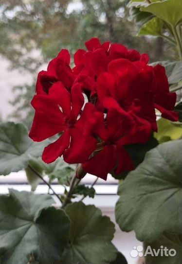 Пеларгония сортовая (Герань)