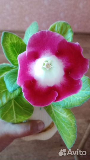 Глоксиния цветущая