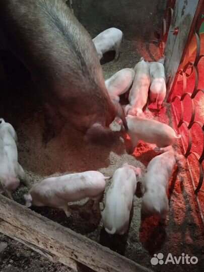 Поросята