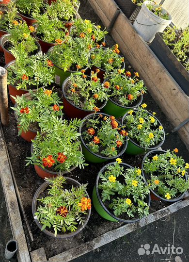 Бархатцы в горшках