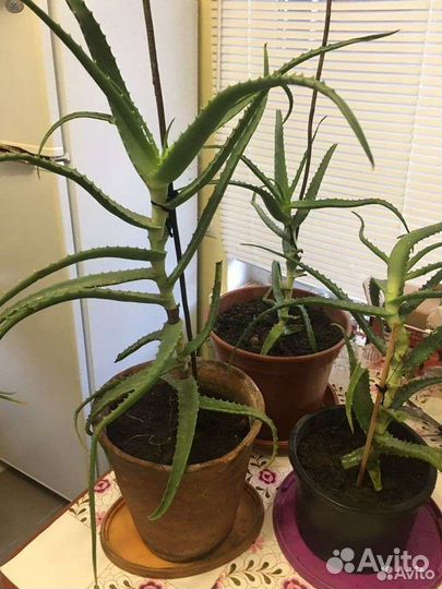 Золотой ус, алоэ, каланхое- лекарственные растения