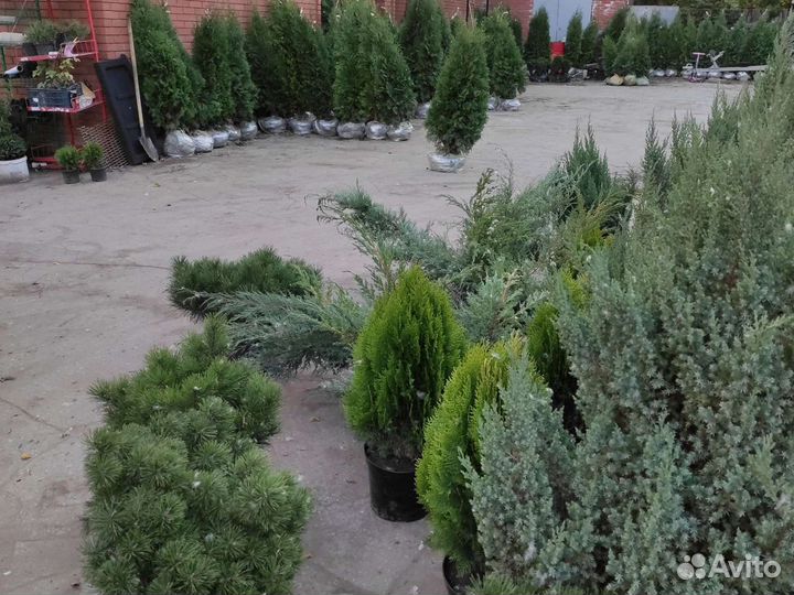 Сосна горная