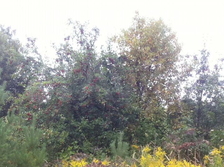 Участок 12 сот. (СНТ, ДНП)