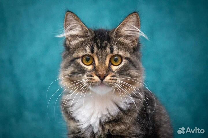 Котенок Валли - пушистое чудо