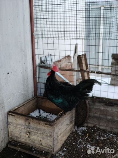 Петух полгода