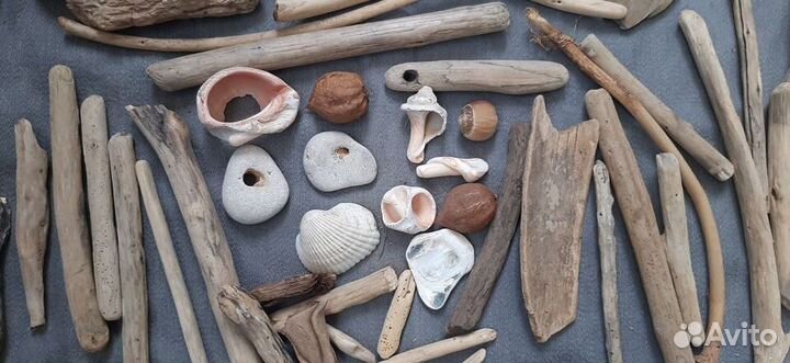 Дрифтвуд морской