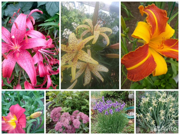 Многолетние цветы